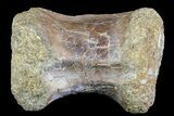 Theropod (Tyrannosaur) Vertebrae - Aguja Formation, Texas #76739-1